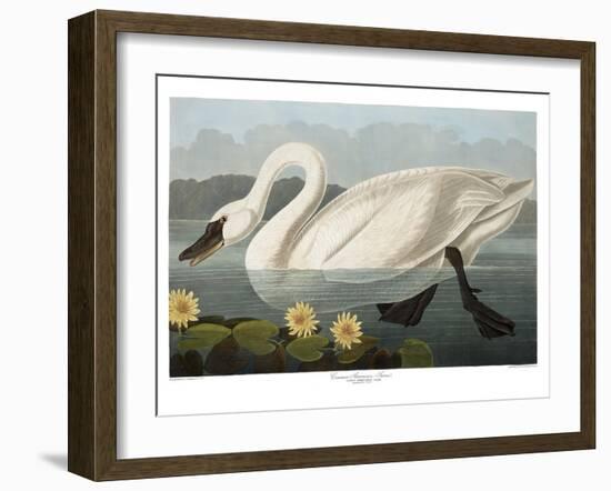 Swan-Vintage Apple Collection-Framed Giclee Print