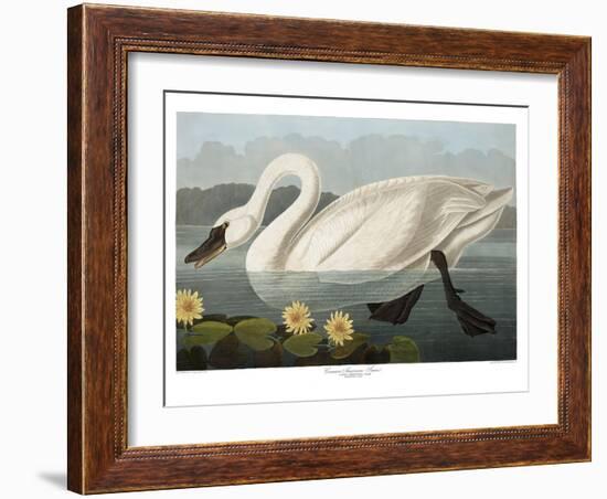 Swan-Vintage Apple Collection-Framed Giclee Print