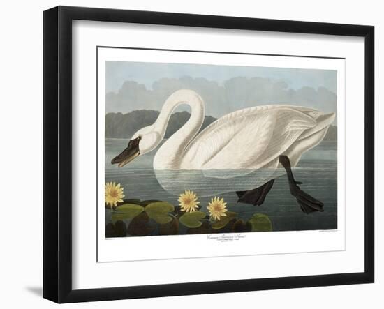 Swan-Vintage Apple Collection-Framed Giclee Print