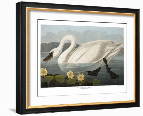 Swan-Vintage Apple Collection-Framed Giclee Print