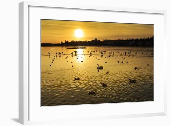 Swans and Ducks at Sunset, Reykjavik, Iceland-Arctic-Images-Framed Photographic Print