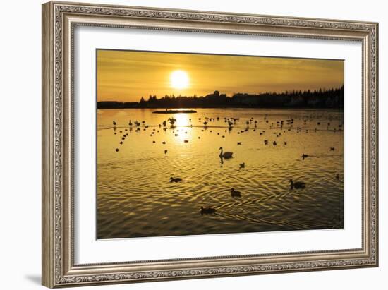 Swans and Ducks at Sunset, Reykjavik, Iceland-Arctic-Images-Framed Photographic Print