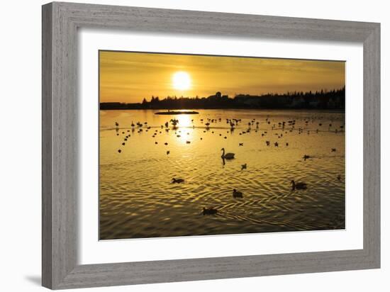 Swans and Ducks at Sunset, Reykjavik, Iceland-Arctic-Images-Framed Photographic Print