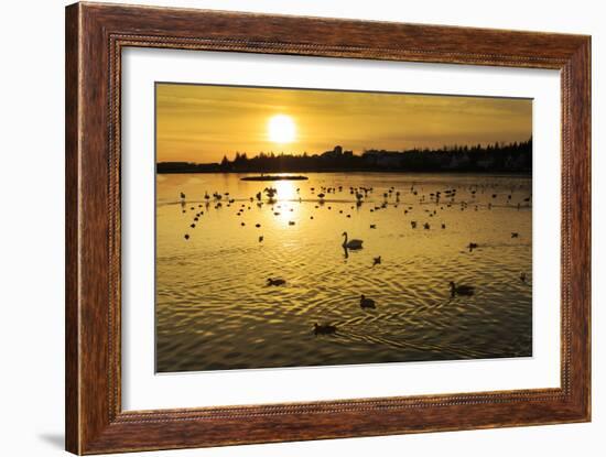 Swans and Ducks at Sunset, Reykjavik, Iceland-Arctic-Images-Framed Photographic Print