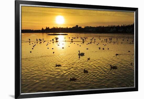 Swans and Ducks at Sunset, Reykjavik, Iceland-Arctic-Images-Framed Photographic Print