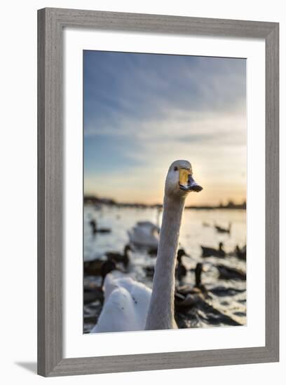 Swans and Ducks in Pond, Reykjavik, Iceland-Arctic-Images-Framed Photographic Print