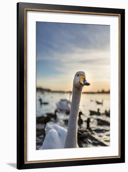 Swans and Ducks in Pond, Reykjavik, Iceland-Arctic-Images-Framed Photographic Print