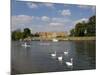 Swans and Sculls on the River Thames, Hampton Court, Greater London, England, United Kingdom-Charles Bowman-Mounted Photographic Print