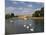 Swans and Sculls on the River Thames, Hampton Court, Greater London, England, United Kingdom-Charles Bowman-Mounted Photographic Print