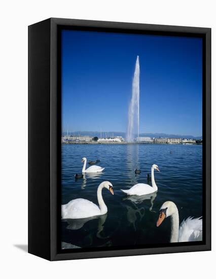Swans Below the Jet D'Eau (Water Jet), Geneva, Lake Geneva (Lac Leman), Switzerland, Europe-Stuart Black-Framed Premier Image Canvas