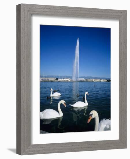 Swans Below the Jet D'Eau (Water Jet), Geneva, Lake Geneva (Lac Leman), Switzerland, Europe-Stuart Black-Framed Photographic Print