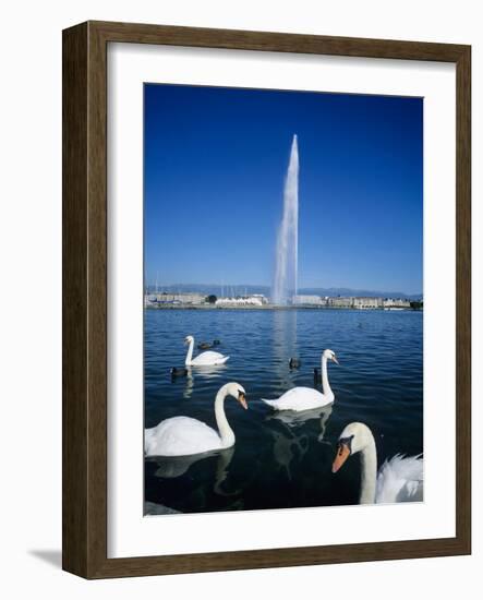 Swans Below the Jet D'Eau (Water Jet), Geneva, Lake Geneva (Lac Leman), Switzerland, Europe-Stuart Black-Framed Photographic Print