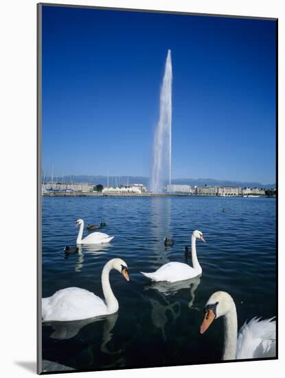 Swans Below the Jet D'Eau (Water Jet), Geneva, Lake Geneva (Lac Leman), Switzerland, Europe-Stuart Black-Mounted Photographic Print