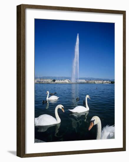 Swans Below the Jet D'Eau (Water Jet), Geneva, Lake Geneva (Lac Leman), Switzerland, Europe-Stuart Black-Framed Photographic Print