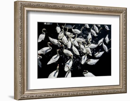 Swans crowded feeding-Charles Bowman-Framed Photographic Print