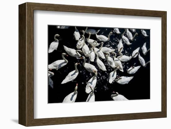 Swans crowded feeding-Charles Bowman-Framed Photographic Print