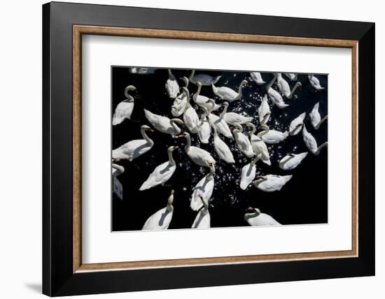 Swans crowded feeding-Charles Bowman-Framed Photographic Print