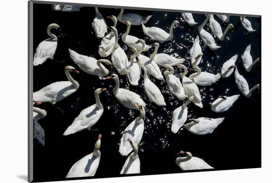 Swans crowded feeding-Charles Bowman-Mounted Photographic Print