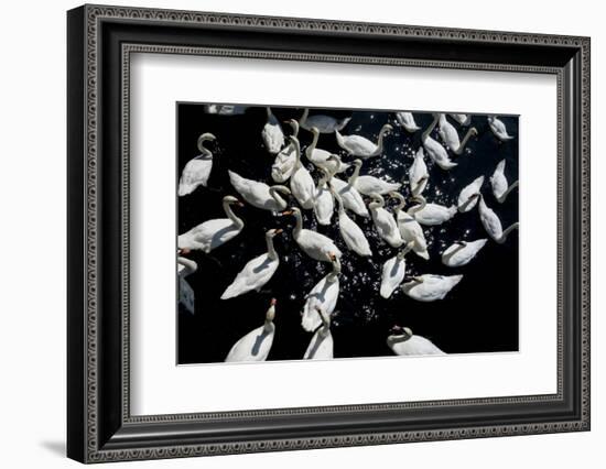 Swans crowded feeding-Charles Bowman-Framed Photographic Print