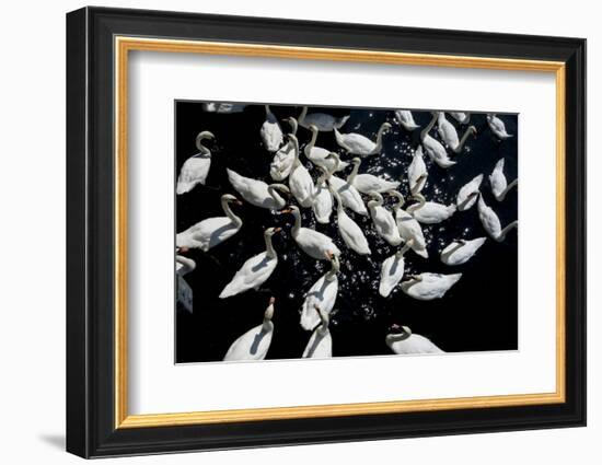 Swans crowded feeding-Charles Bowman-Framed Photographic Print