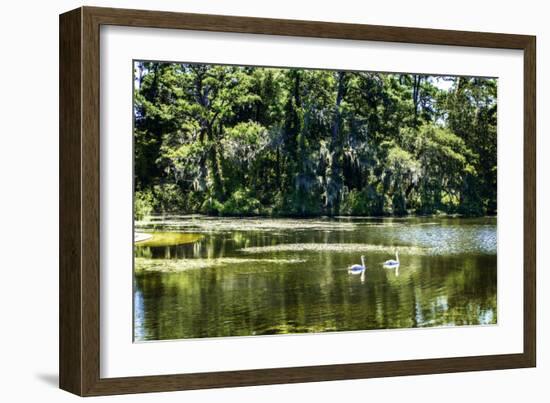 Swans I-Alan Hausenflock-Framed Photographic Print