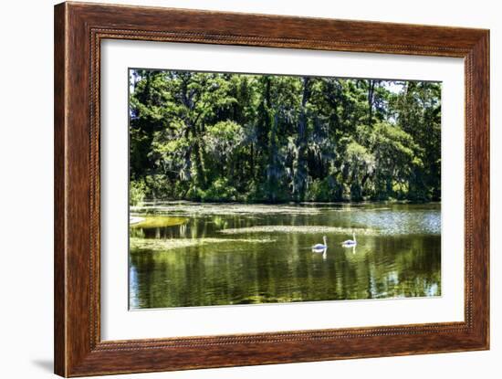 Swans I-Alan Hausenflock-Framed Photographic Print