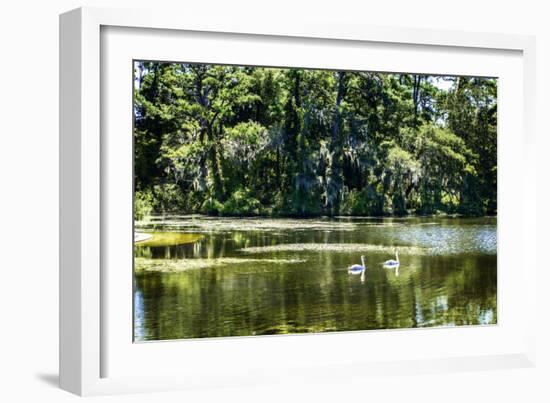 Swans I-Alan Hausenflock-Framed Photographic Print