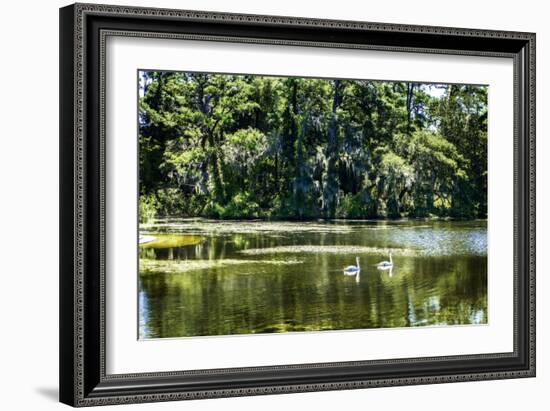 Swans I-Alan Hausenflock-Framed Photographic Print