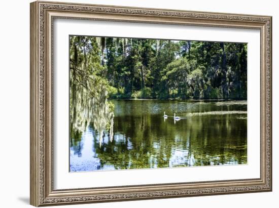 Swans II-Alan Hausenflock-Framed Photographic Print