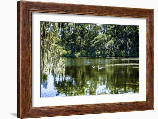 Swans II-Alan Hausenflock-Framed Photographic Print