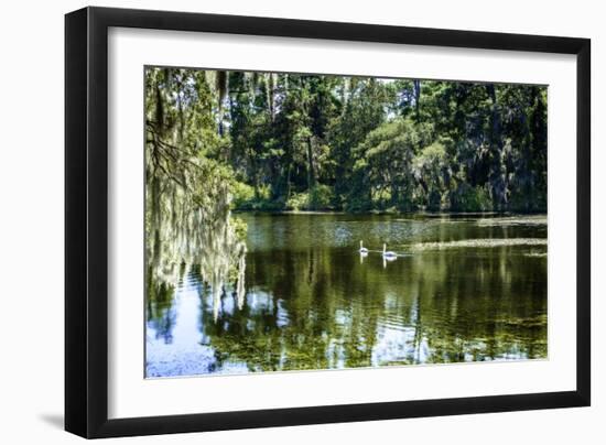 Swans II-Alan Hausenflock-Framed Photographic Print