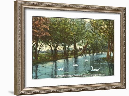 Swans in Brackenridge Park, San Antonio, Texas-null-Framed Art Print