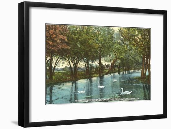 Swans in Brackenridge Park, San Antonio, Texas-null-Framed Art Print