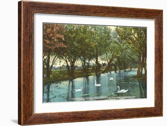 Swans in Brackenridge Park, San Antonio, Texas--Framed Art Print