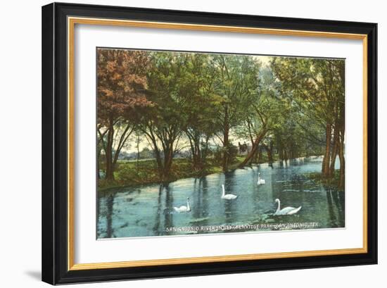 Swans in Brackenridge Park, San Antonio, Texas--Framed Art Print