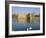 Swans in Front of Leeds Castle, Kent, England-G Richardson-Framed Photographic Print