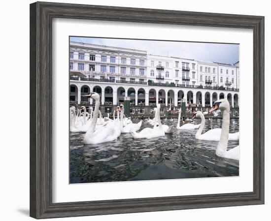 Swans in Front of the Alster Arcades in the Altstadt (Old Town), Hamburg, Germany-Yadid Levy-Framed Photographic Print