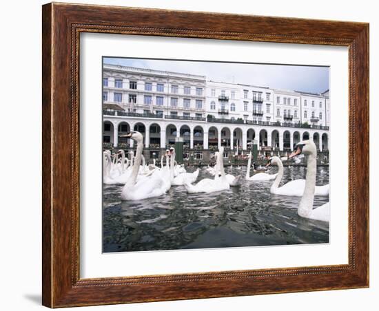 Swans in Front of the Alster Arcades in the Altstadt (Old Town), Hamburg, Germany-Yadid Levy-Framed Photographic Print