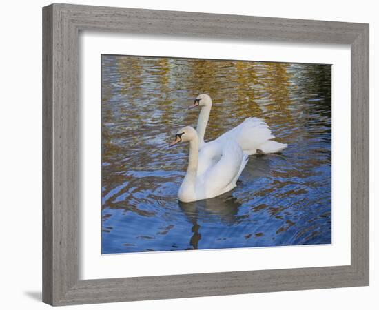 Swans in Keukenhof Gardens-Anna Miller-Framed Photographic Print