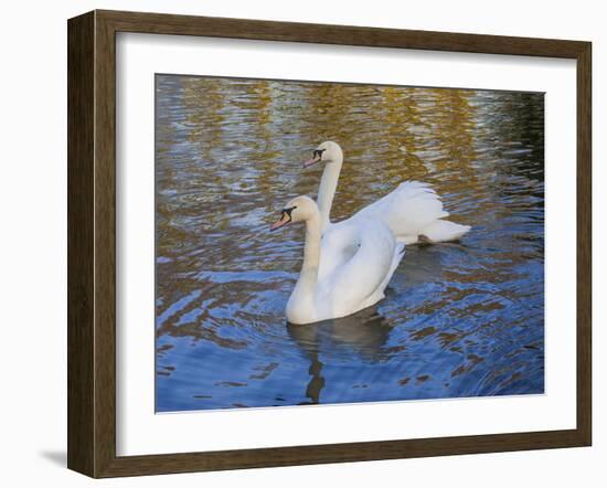 Swans in Keukenhof Gardens-Anna Miller-Framed Photographic Print