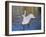 Swans in Keukenhof Gardens-Anna Miller-Framed Photographic Print