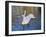 Swans in Keukenhof Gardens-Anna Miller-Framed Photographic Print