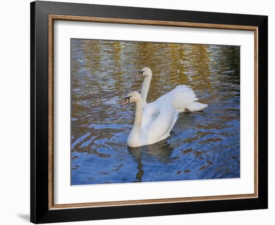 Swans in Keukenhof Gardens-Anna Miller-Framed Photographic Print