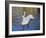 Swans in Keukenhof Gardens-Anna Miller-Framed Photographic Print