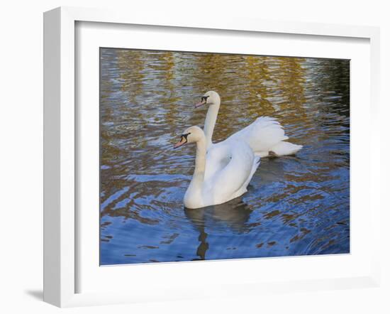 Swans in Keukenhof Gardens-Anna Miller-Framed Photographic Print