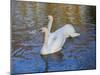 Swans in Keukenhof Gardens-Anna Miller-Mounted Photographic Print