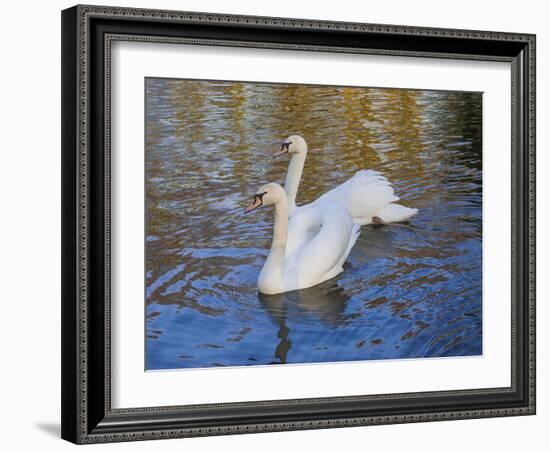 Swans in Keukenhof Gardens-Anna Miller-Framed Photographic Print