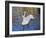 Swans in Keukenhof Gardens-Anna Miller-Framed Photographic Print