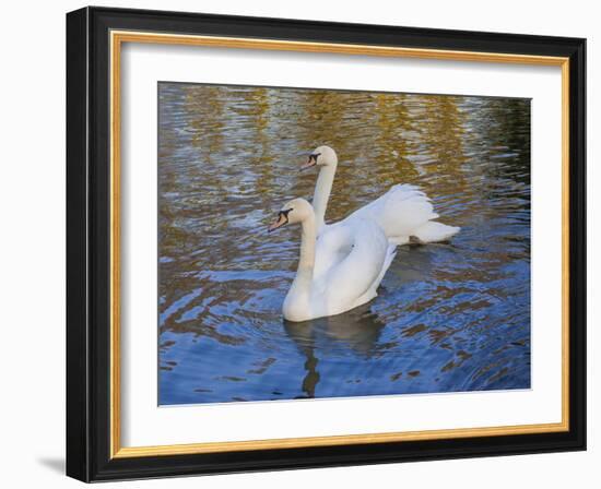 Swans in Keukenhof Gardens-Anna Miller-Framed Photographic Print