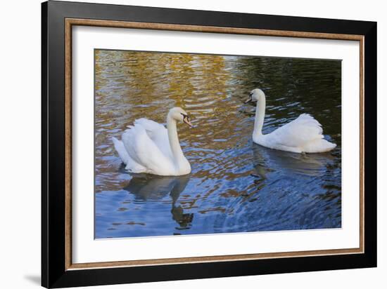 Swans in Keukenhof Gardens-Anna Miller-Framed Photographic Print